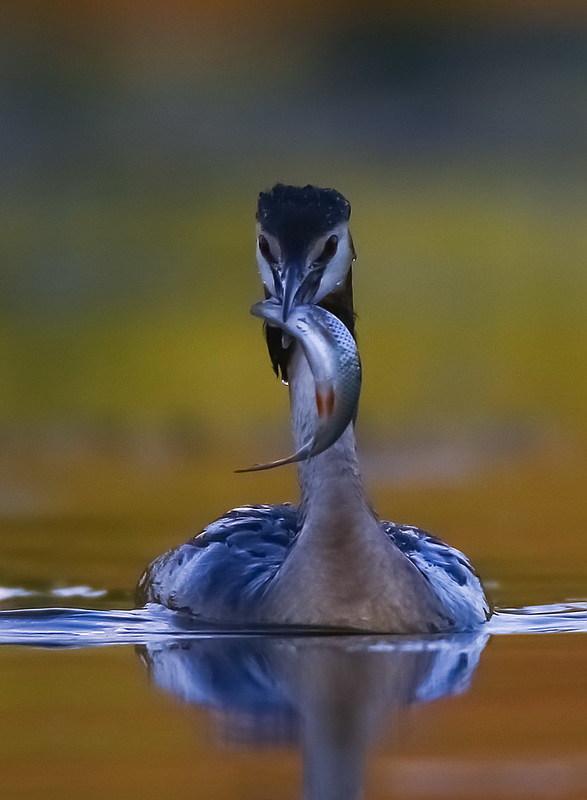 «Вдалий улов» із серії «Птахи». 2000. Фото